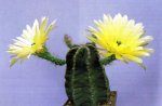 Cactus animadora.jpg
