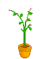 flor de corazones.gif