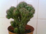 Trulli_pict030qh.jpg
