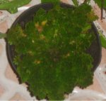 doradilla.JPG