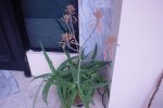 DSC03244.JPG