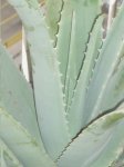 aloe vera.JPG