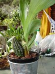 Lycaste.jpg