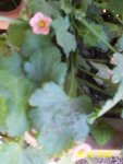 Imagen 015.jpg