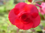 achimenes_desiree.jpg