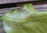 IMG_0025.JPG
