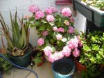 hortensia.jpg