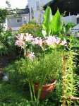 mini pink lilies.JPG