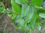 DSC00105.JPG