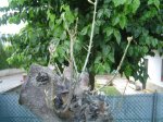 DSC00108.JPG