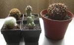 nuevos cactus.JPG