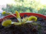 plantita carnivora II.jpg