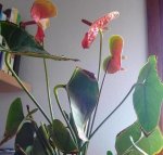 plantaroja.JPG