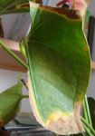 plantaroja2.JPG