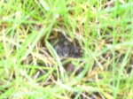 100-CIMG1576_CIMG1576.JPG