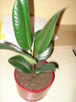 DSC00281m.JPG