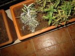 IMG_0037.JPG