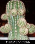 cactuscg9.th.jpg