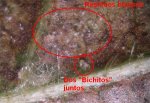 Bichitos1.jpg