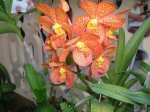 VANDA 2.jpg