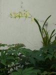 orquidea.JPG