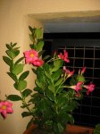 IMG_0038.JPG