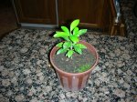 Imagen 029.jpg