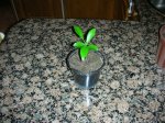 Imagen 030.jpg