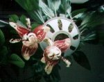 stanhopea2nikki.jpg