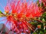 DSC07528c.jpg