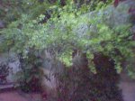 image_00030.jpg