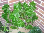 Begonia.jpg
