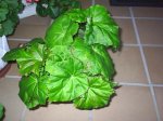 Begonia 1.jpg