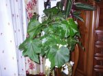 Begonia 2.jpg