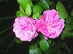 Rosa rosa.jpg