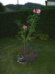 Rosal de tronco.jpg