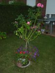 Rosal de tronco 2.jpg