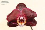 p.evesprinn blak (Brasil) baja resolución.jpg