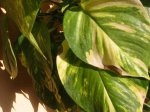 IMG_0041.JPG
