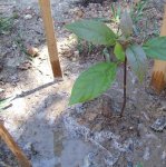 Aguacate I rr.JPG