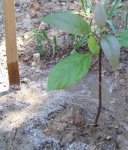 Aguacate rr.JPG