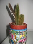 Oreocereus Hedriksenianus.jpg