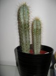 Pisolocereus azureus Pachycereus spp. = Lemaireocereus spp..jpg