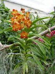 vanda1.JPG