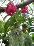 vanda2.JPG