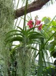 vanda3.JPG