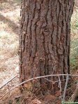 Pine.JPG