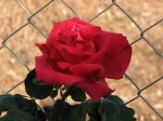 Crimson_glory_oct_-06.jpg