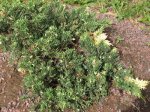 juniperus_chinensis.jpg