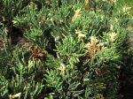 juniperus_frag.jpg